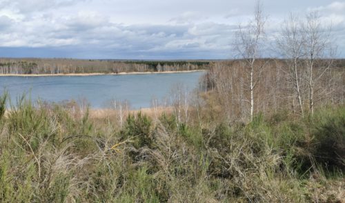 Artikelbild zu Artikel März 2025: „Goitzsche Wildnis“ erleben