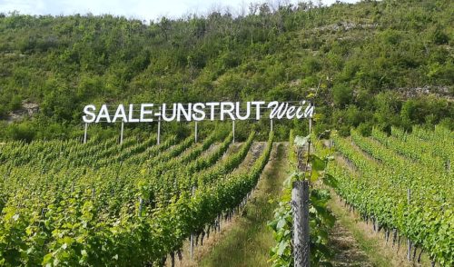 Artikelbild zu Artikel 2025-10-03 Weinwanderung Freyburg – Naumburg