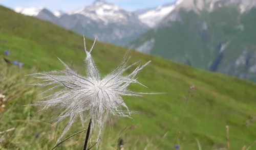 Artikelbild zu Artikel August 2025: Hüttentour Schobergruppe