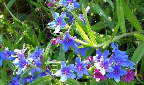 Artikelbild zu Artikel Juni 2026: Naturkundliche Rundwanderung am Kyffhäuser