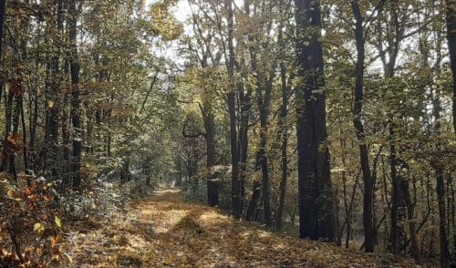 Artikelbild zu Artikel Juni 2026: Harzer „Wanderdreieck“